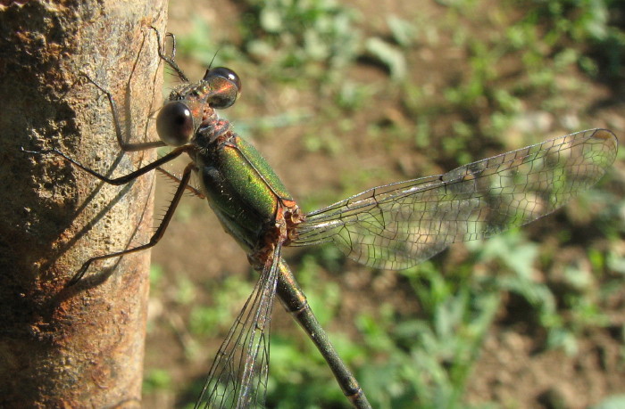Chalcolestes viridis o parvidens?